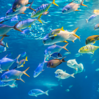 What is Sustainable Ocean Management?