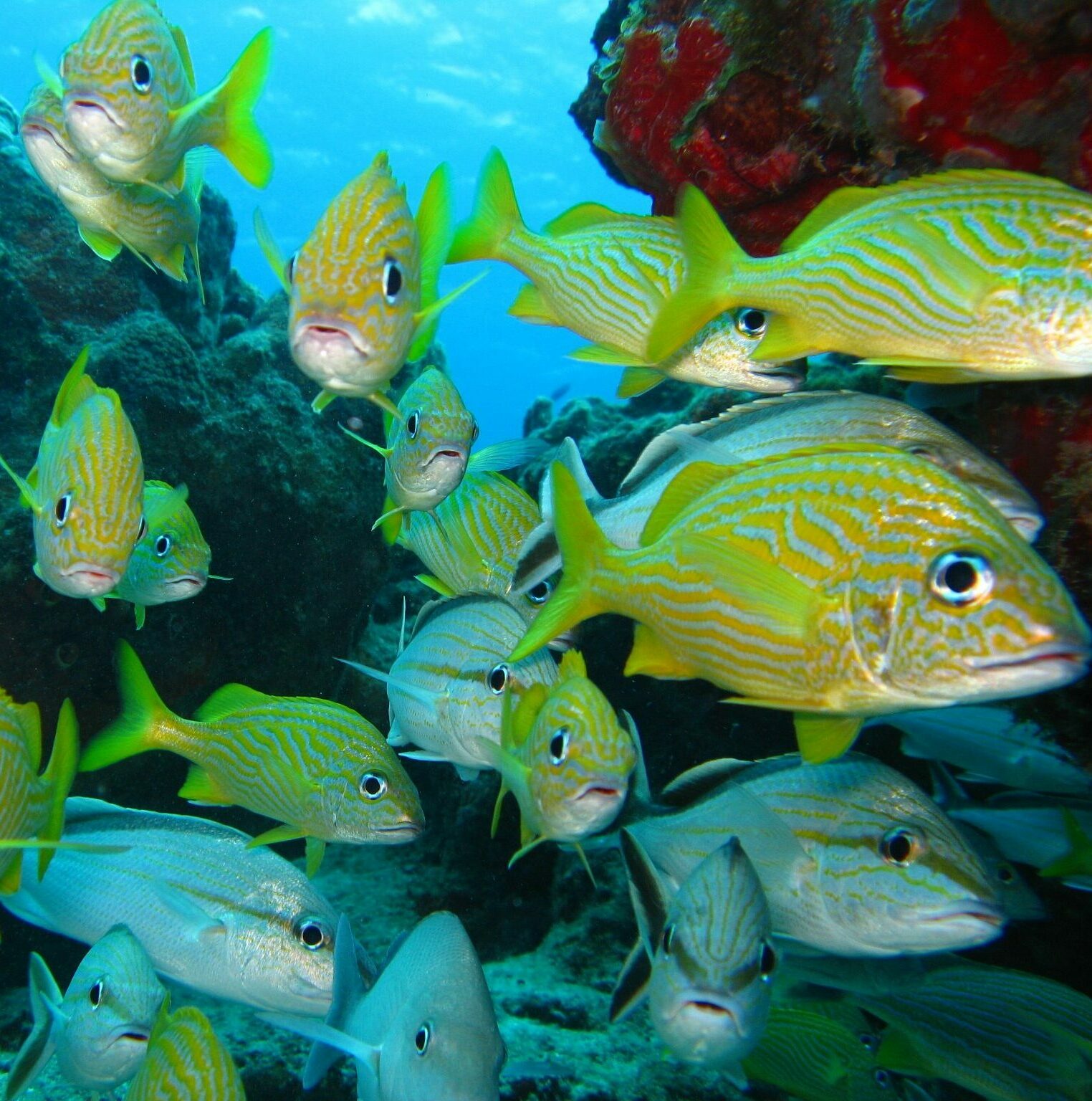 How does the COP15 to the Convention on Biodiversity affect coral reefs?