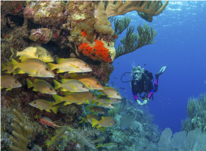 A diver under water with a school of fish