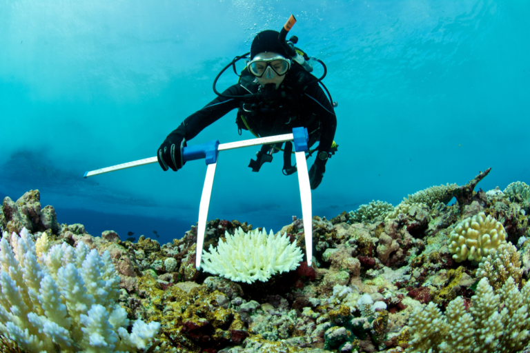 Ocean Knowledge