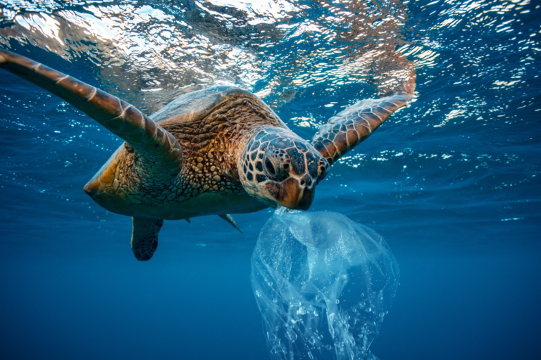 Ocean Health